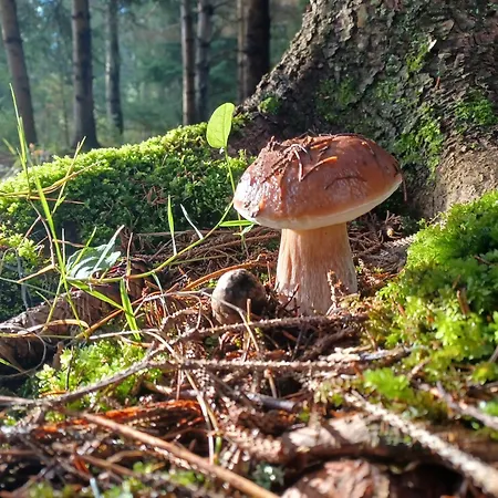 아파트 Orsegi Katicas Vendeghaz Viszák