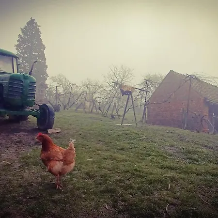 Orsegi Katicas Vendeghaz * Viszak